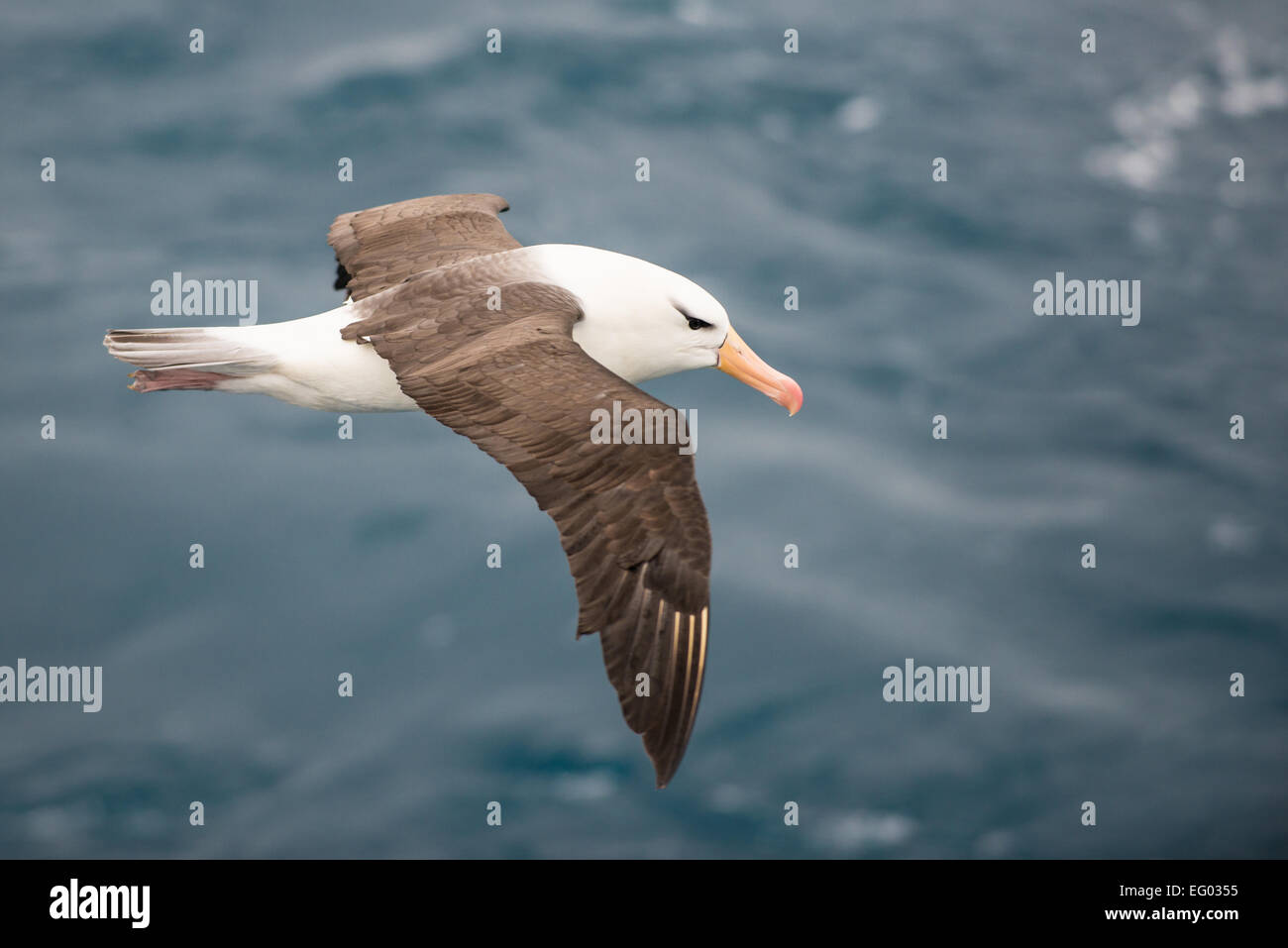 Black brow albatross in flight over ocean Stock Photo
