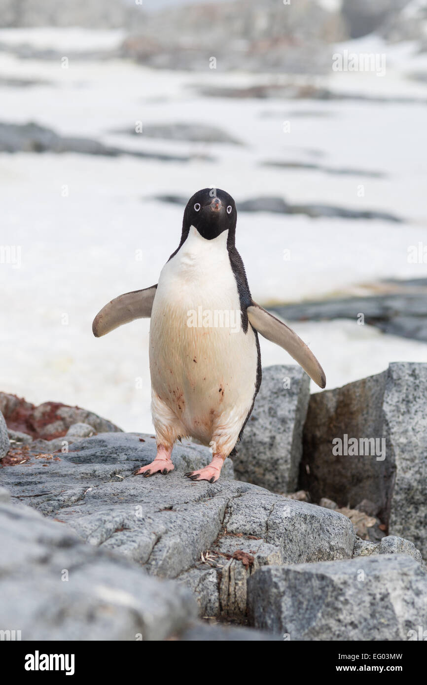Adelie penguin at Petermann Island, Antarctica Stock Photo