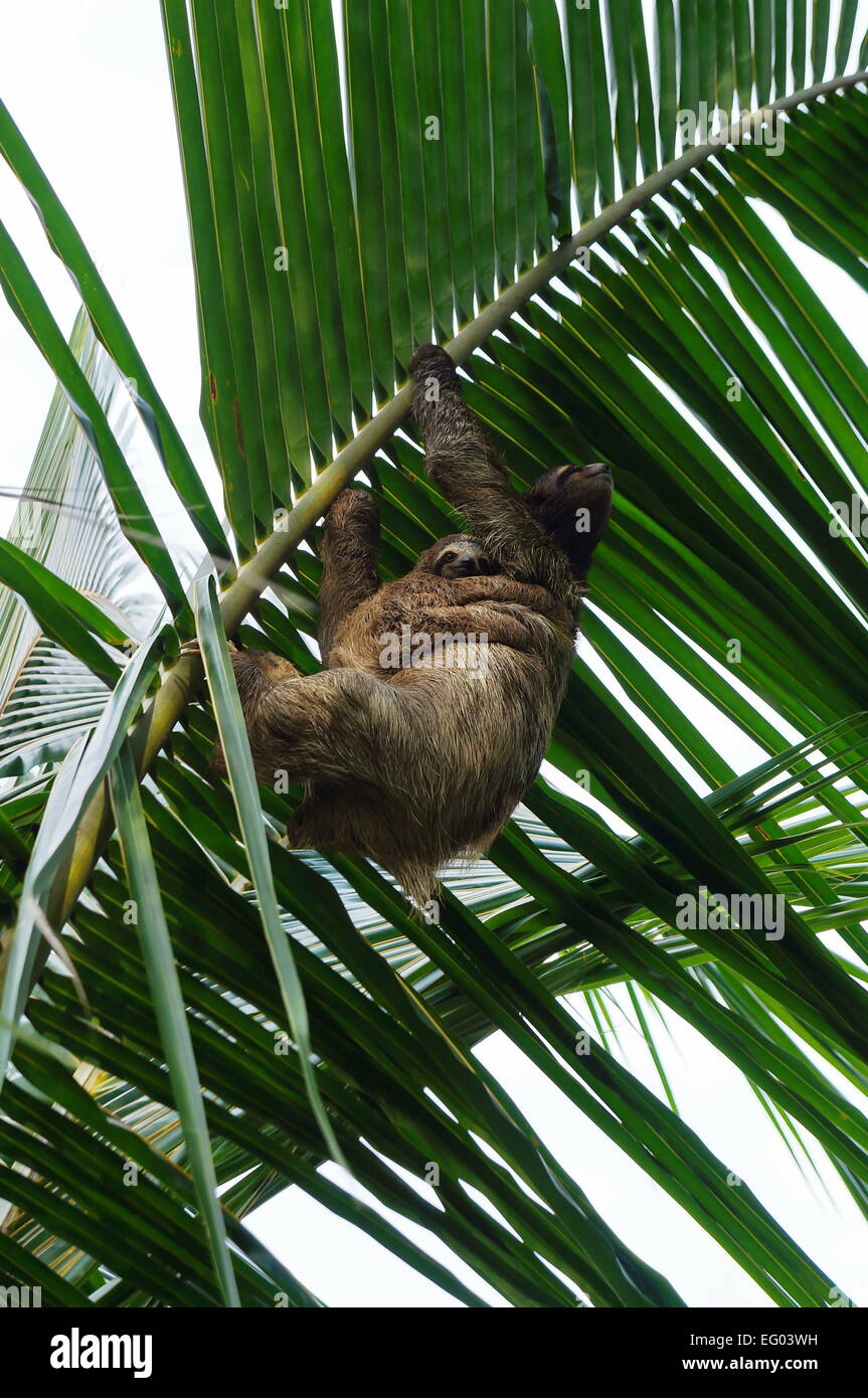 Female Brown-throated sloth with its baby nestled up against her tummy, climbing a palm leaf, Costa Rica, Central America Stock Photo