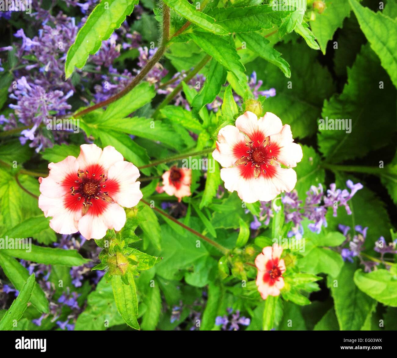 Red pink flowers Stock Photo Alamy
