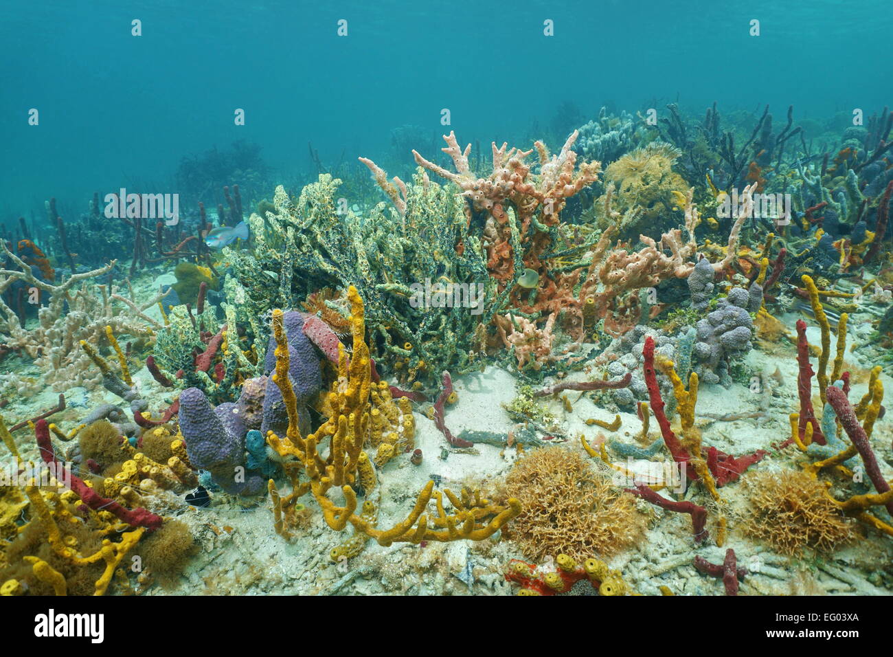High diversity of colorful sponges under the sea in a Caribbean coral