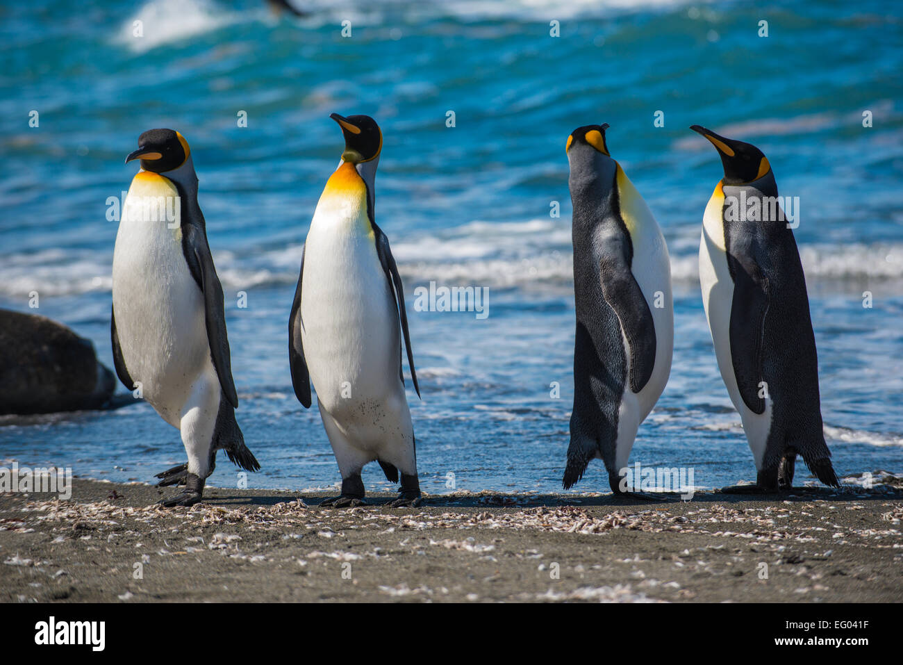 King Penguin (Aptenodytes patagonicus) at Gold Harbour shoreline, South Georgia, Antarctica, South Georgia, Antarctica Stock Photo