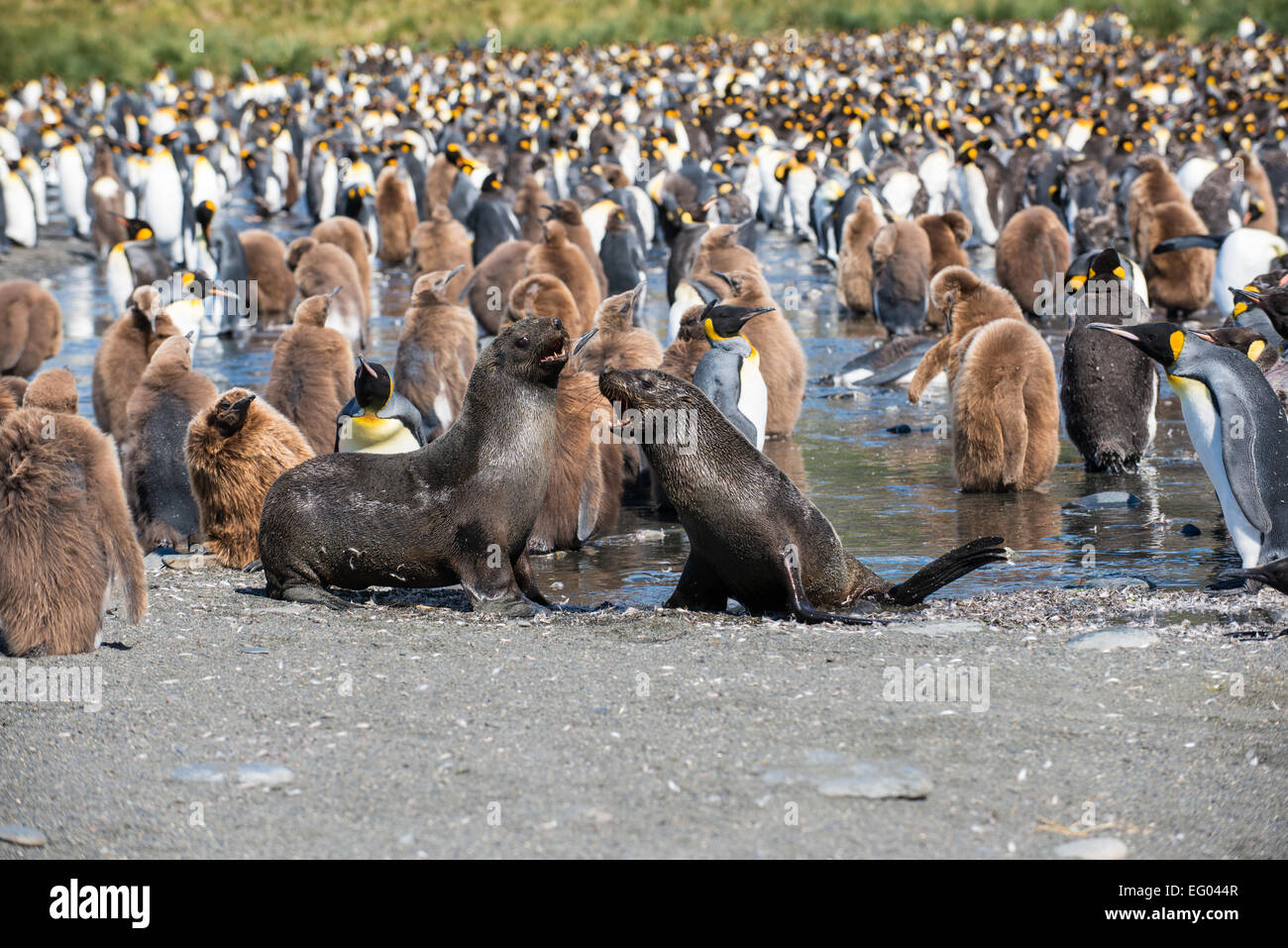 Fur seals play fighting in front of King Penguin (Aptenodytes patagonicus) colony at Gold
