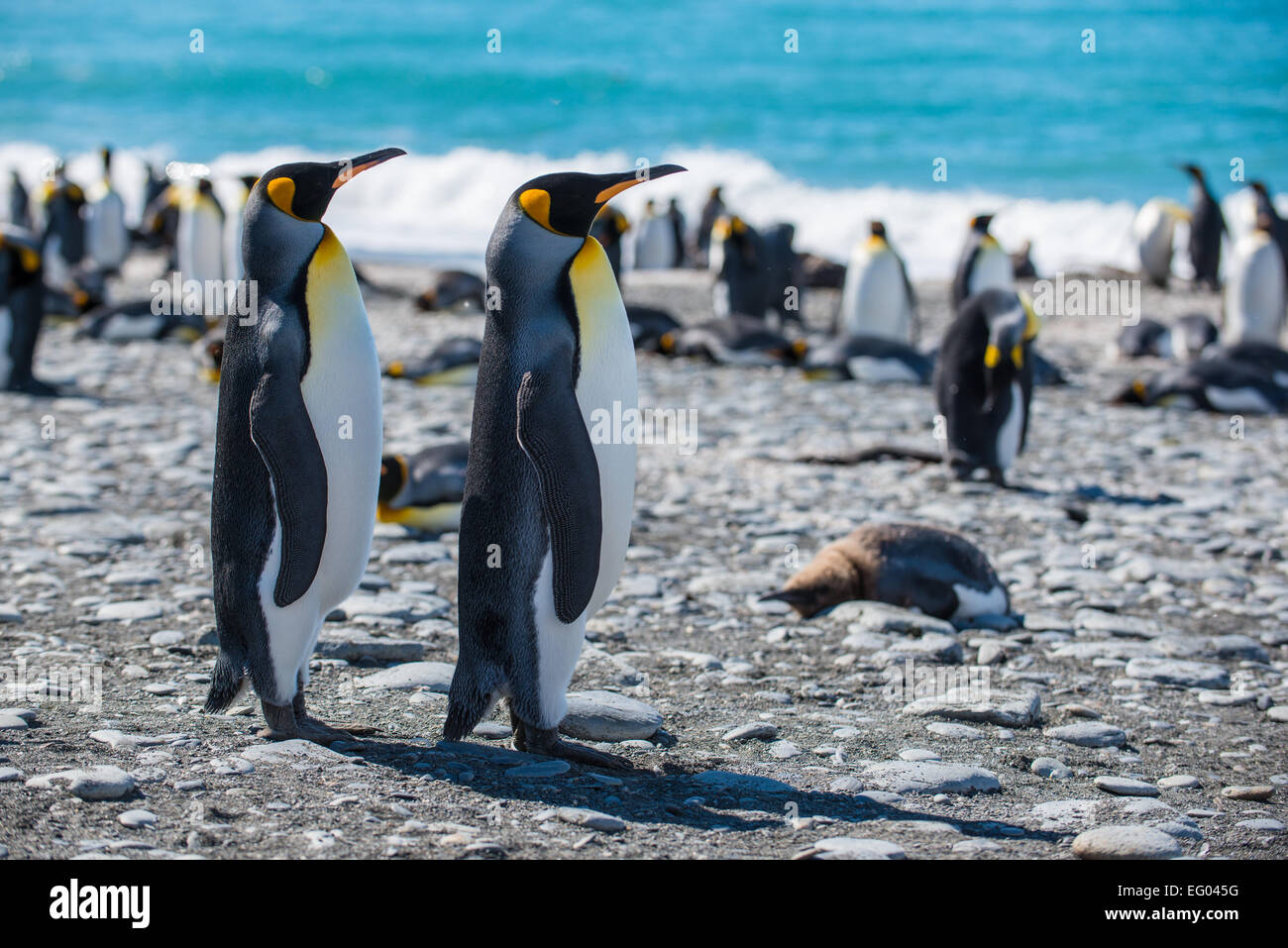King Penguin (Aptenodytes patagonicus) at Gold Harbour shoreline, South Georgia, Antarctica Stock Photo