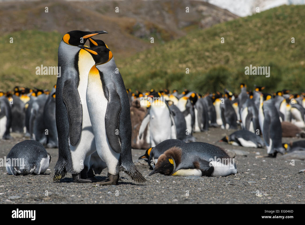 King Penguin (Aptenodytes patagonicus) at Gold Harbour, South Georgia, Antarctica Stock Photo