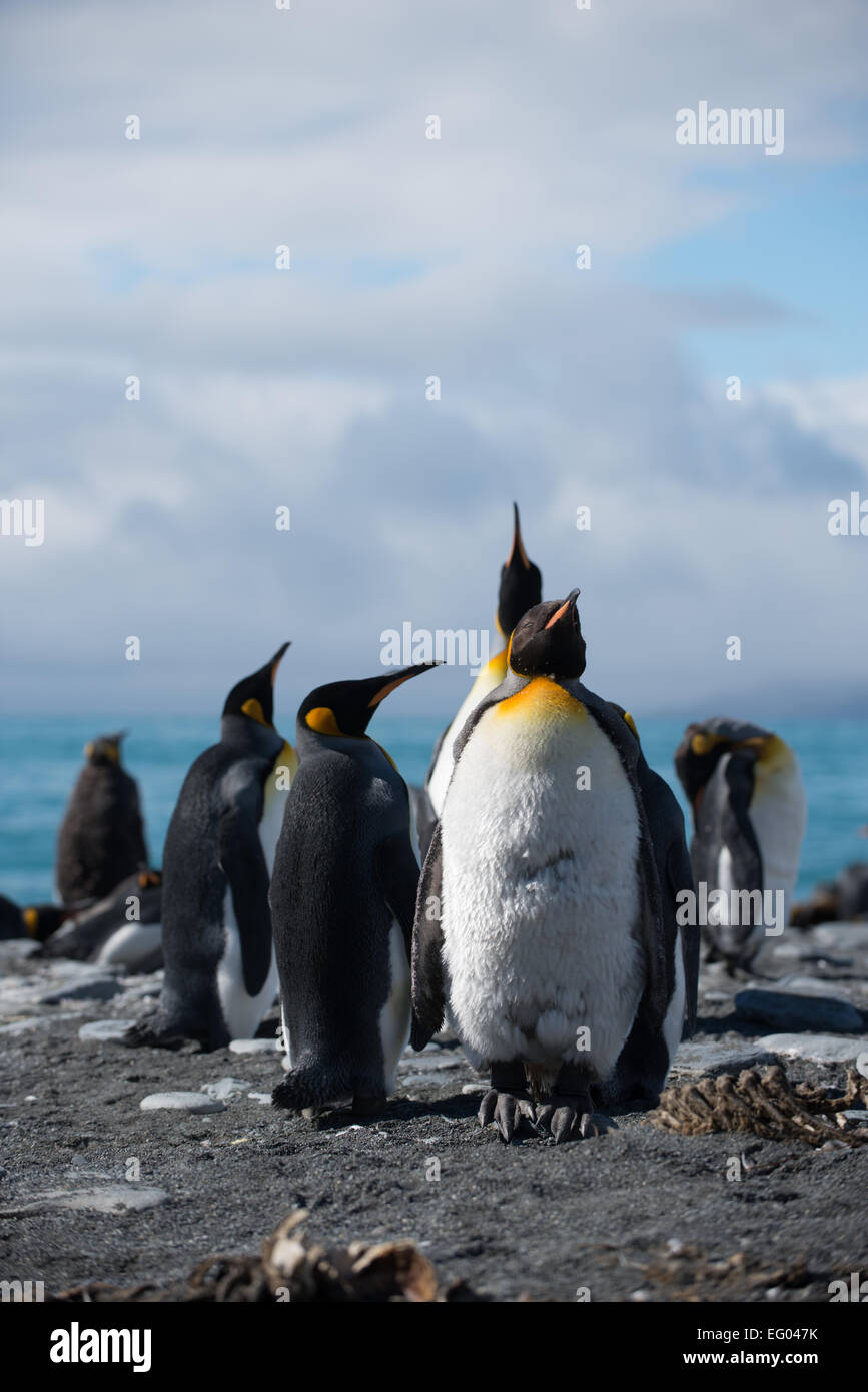 King Penguin (Aptenodytes patagonicus) at Gold Harbour, South Georgia, Antarctica Stock Photo
