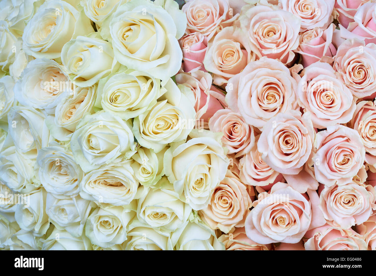 Many pink and white roses as a floral background Stock Photo