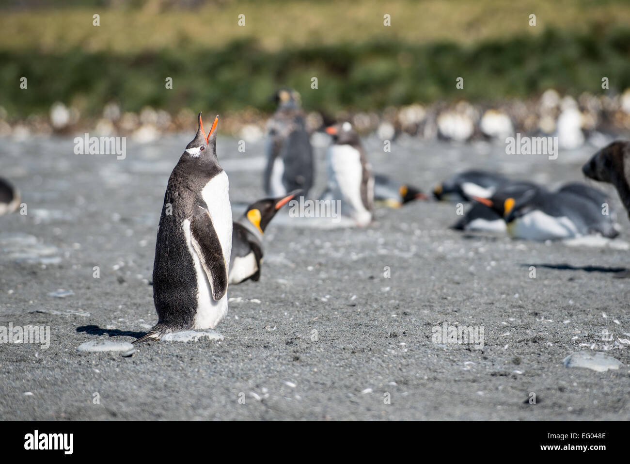 Gentoo penguin posturing in front of king penguin colony at Gold Harbour, South Georgia, Antarctica Stock Photo