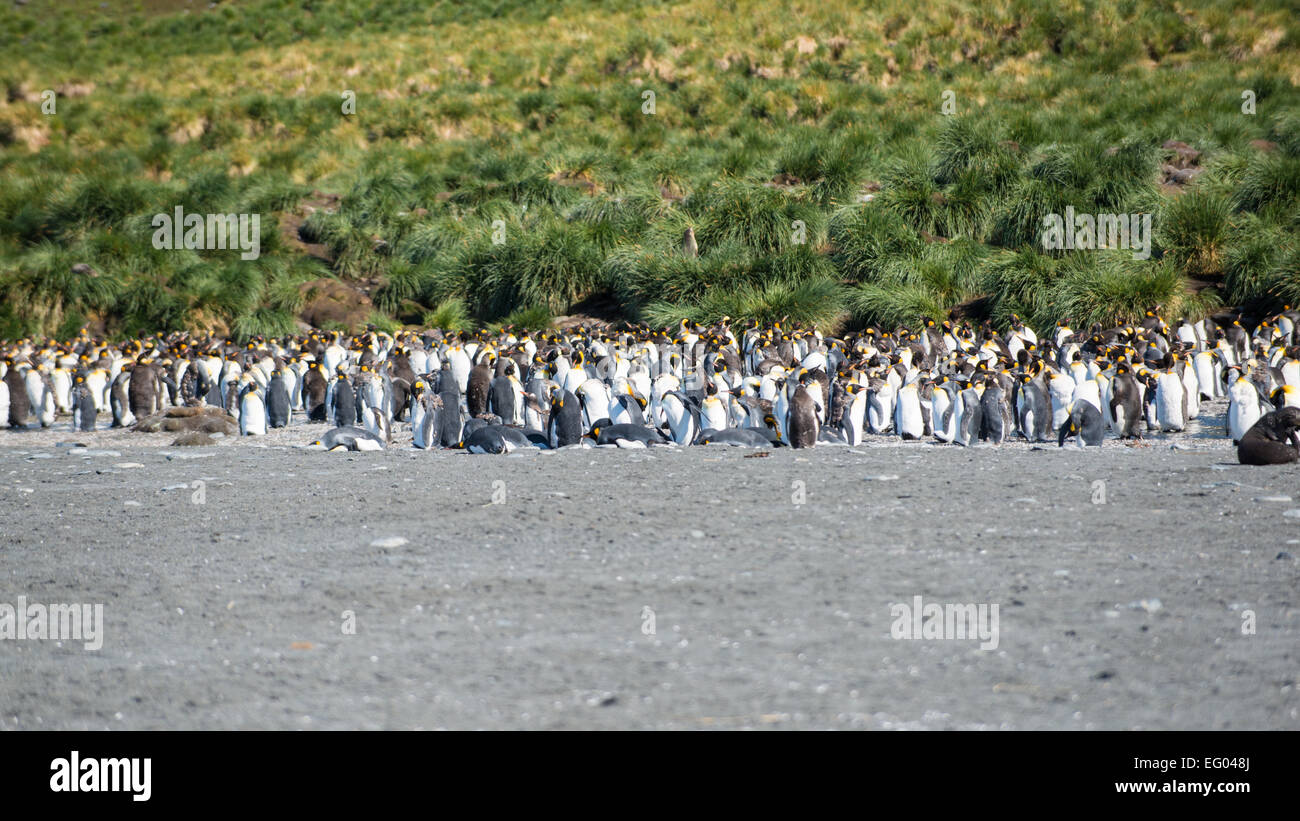 King Penguin (Aptenodytes patagonicus) colony at Gold Harbour, South Georgia, Antarctica Stock Photo