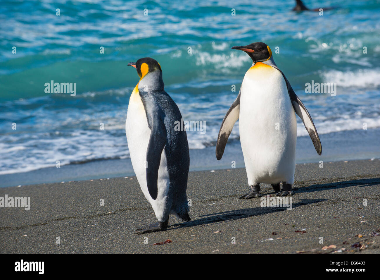 King Penguin (Aptenodytes patagonicus) walking along shoreline at Gold Harbour, South Georgia, Antarctica Stock Photo