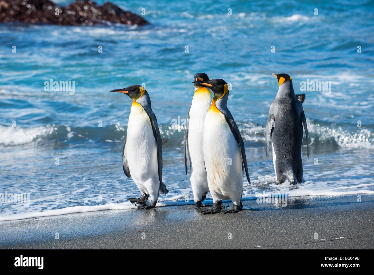 King Penguin (Aptenodytes patagonicus) walking along shoreline at Gold Harbour, South Georgia, Antarctica Stock Photo