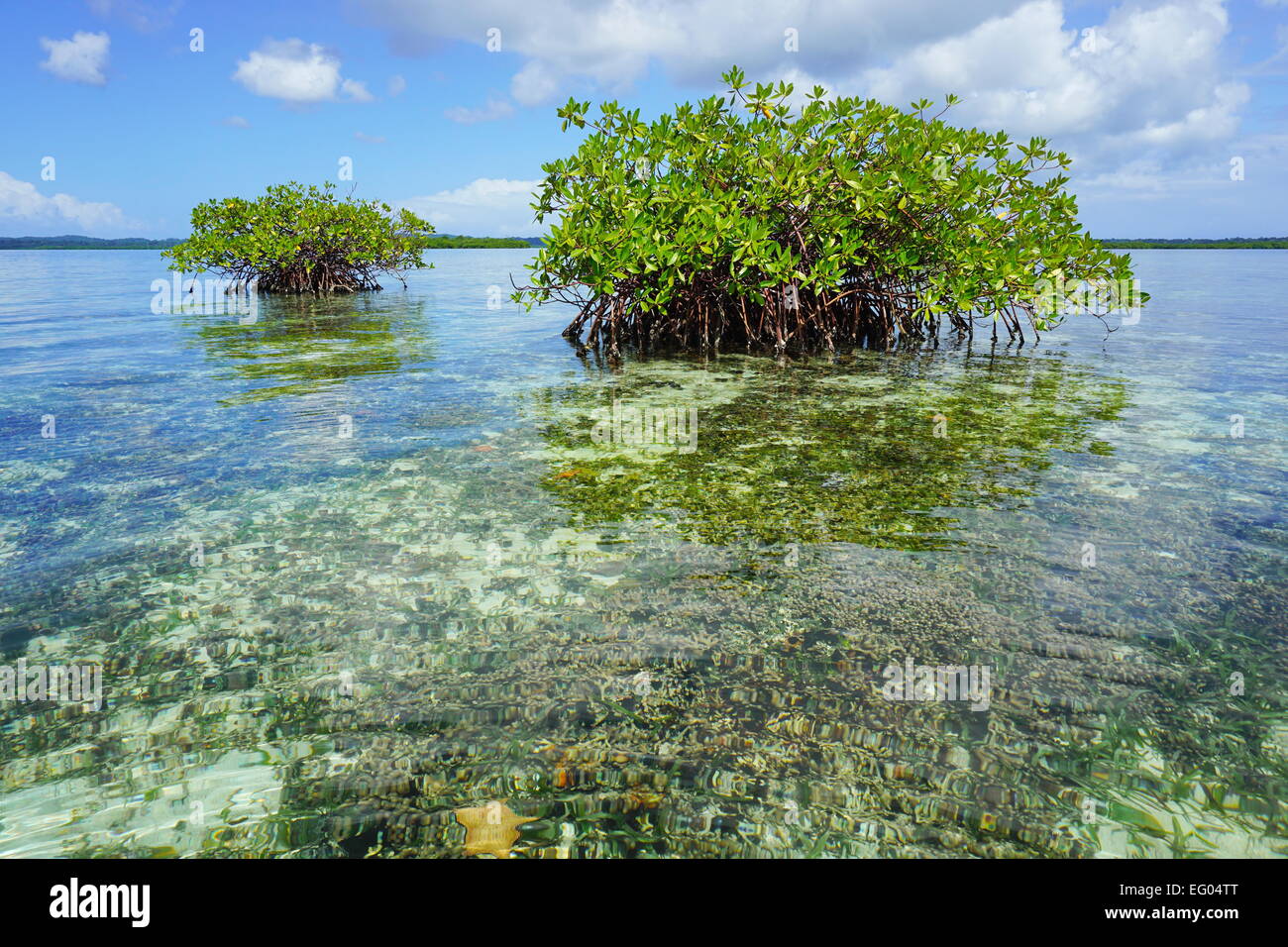 Islets of mangrove in shallow water with corals below sea surface, Caribbean, Panama, Central America Stock Photo