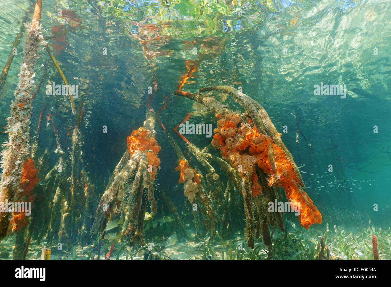 Mangrove roots underwater with red boring sponges, Caribbean sea, Panama Stock Photo