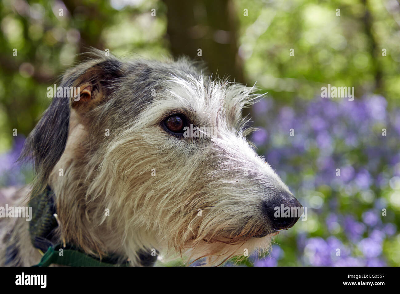 grey silver lurcher dog portrait in bluebell woods Stock Photo