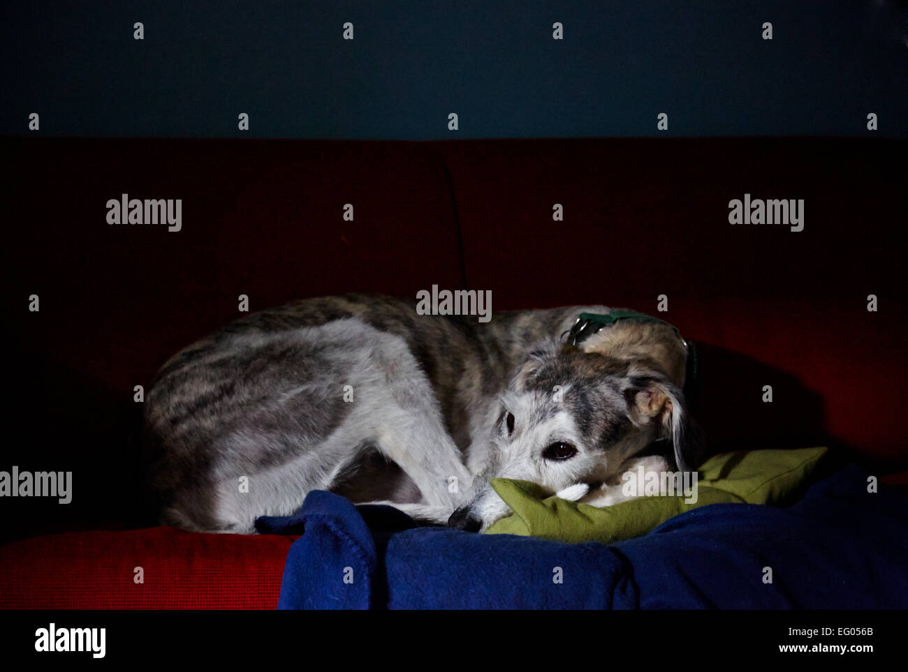 Sliver Grey Lurcher Rescue Dog Curled Up On Sofa Stock Photo