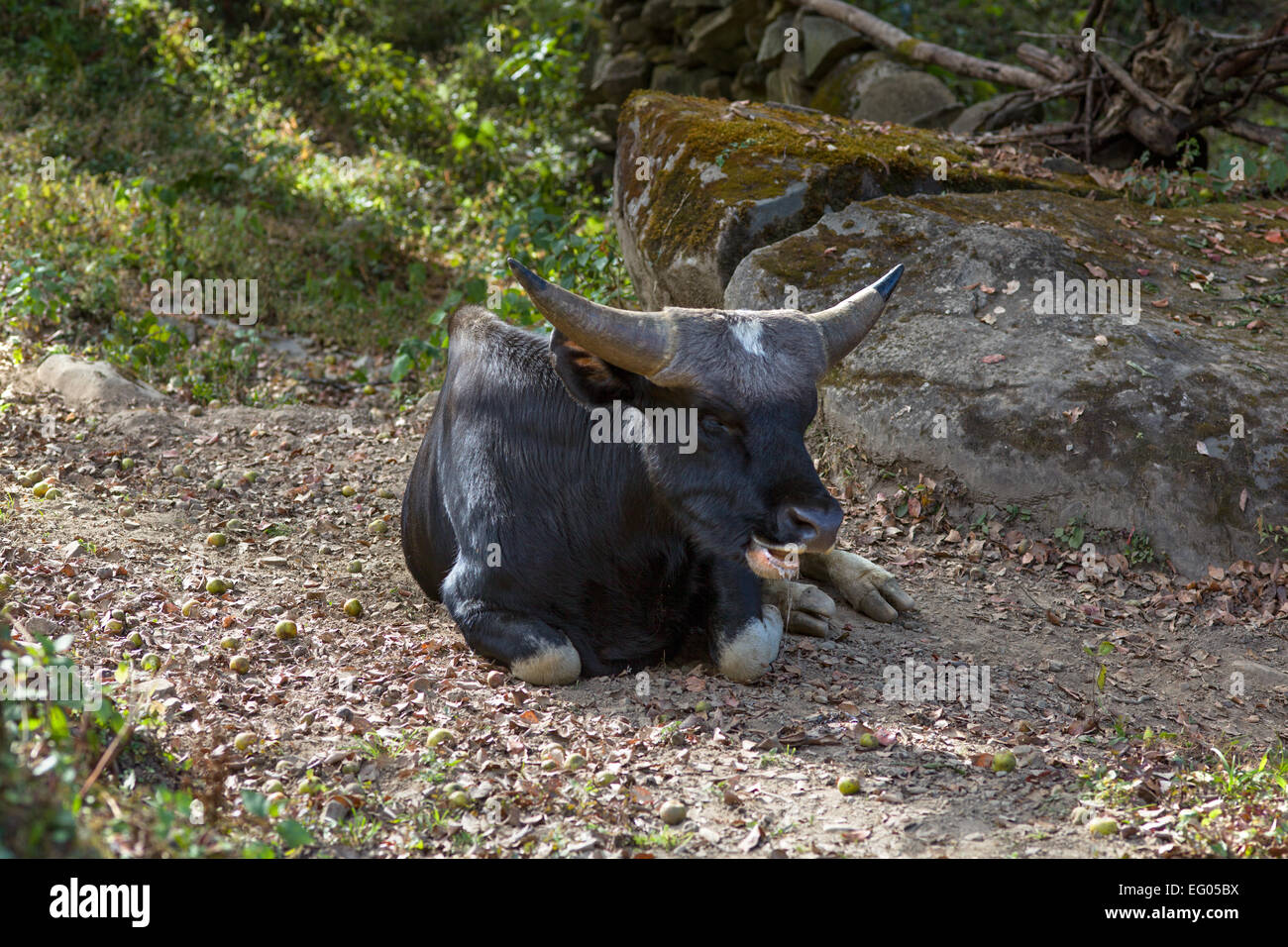 A Mithun, the state animal of Nagaland and Arunachal Pradesh Stock Photo - Alamy A Mithun, the state animal of Nagaland and Arunachal Pradesh Stock Photo - Alamy