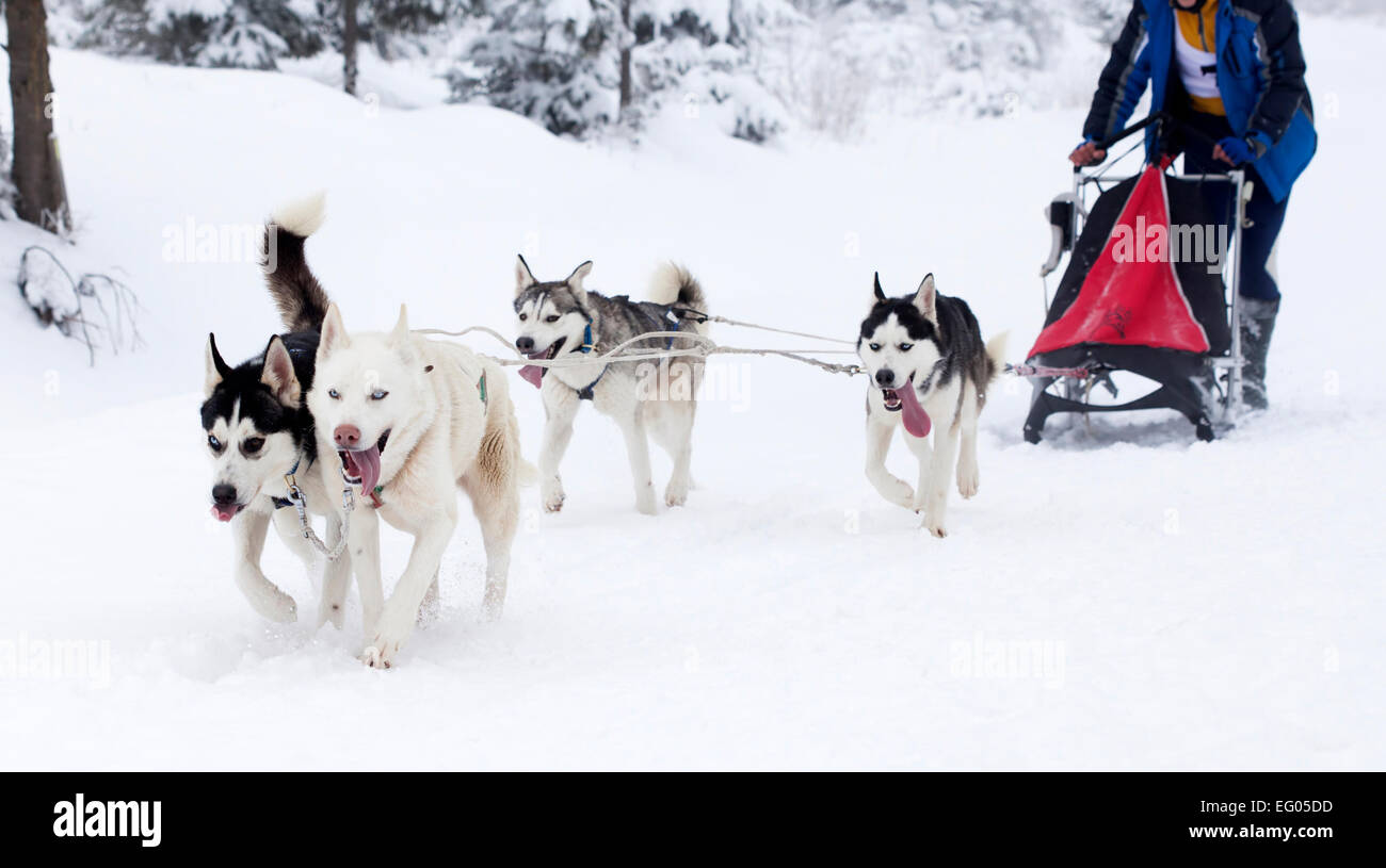 Dogsledding with huskies Stock Photo Alamy