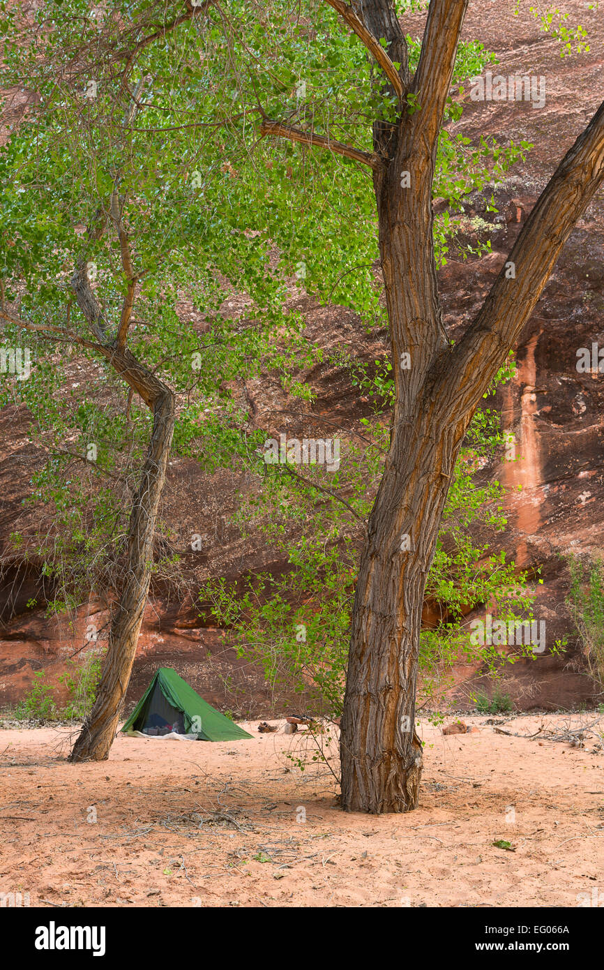 A tent camp amongst cottonwoods in Coyote Gulch, part of the Glen Canyon National Recreation Area. Utah. spring. Stock Photo