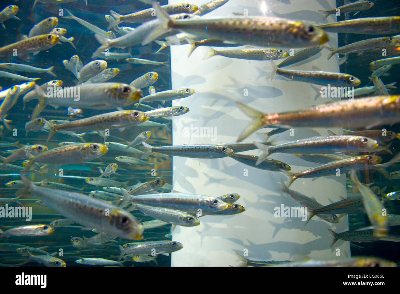 A huge glass tower with thousands of fish at the entrance to the seafood restaurant Seablue at MGM Grand Resort Hotel, Las Vegas Stock Photo