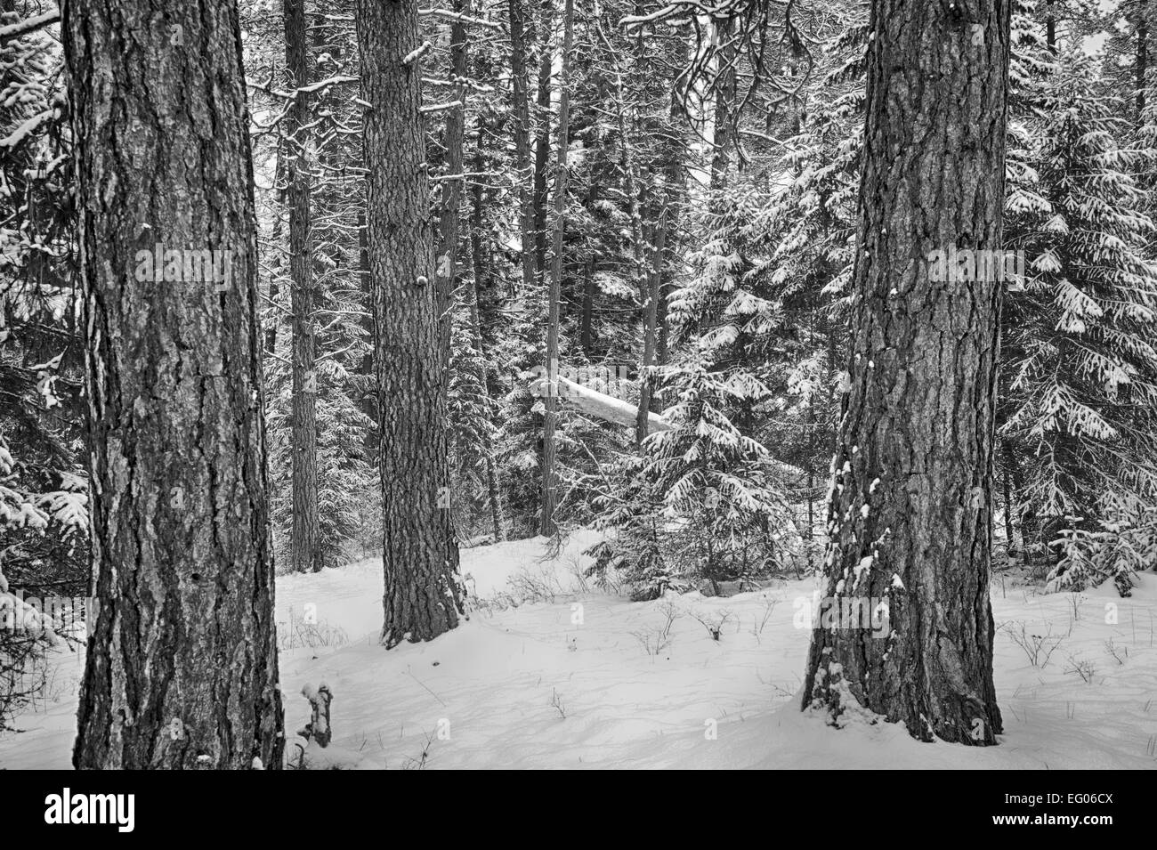 Winter Mountain Landscape Stock Photo