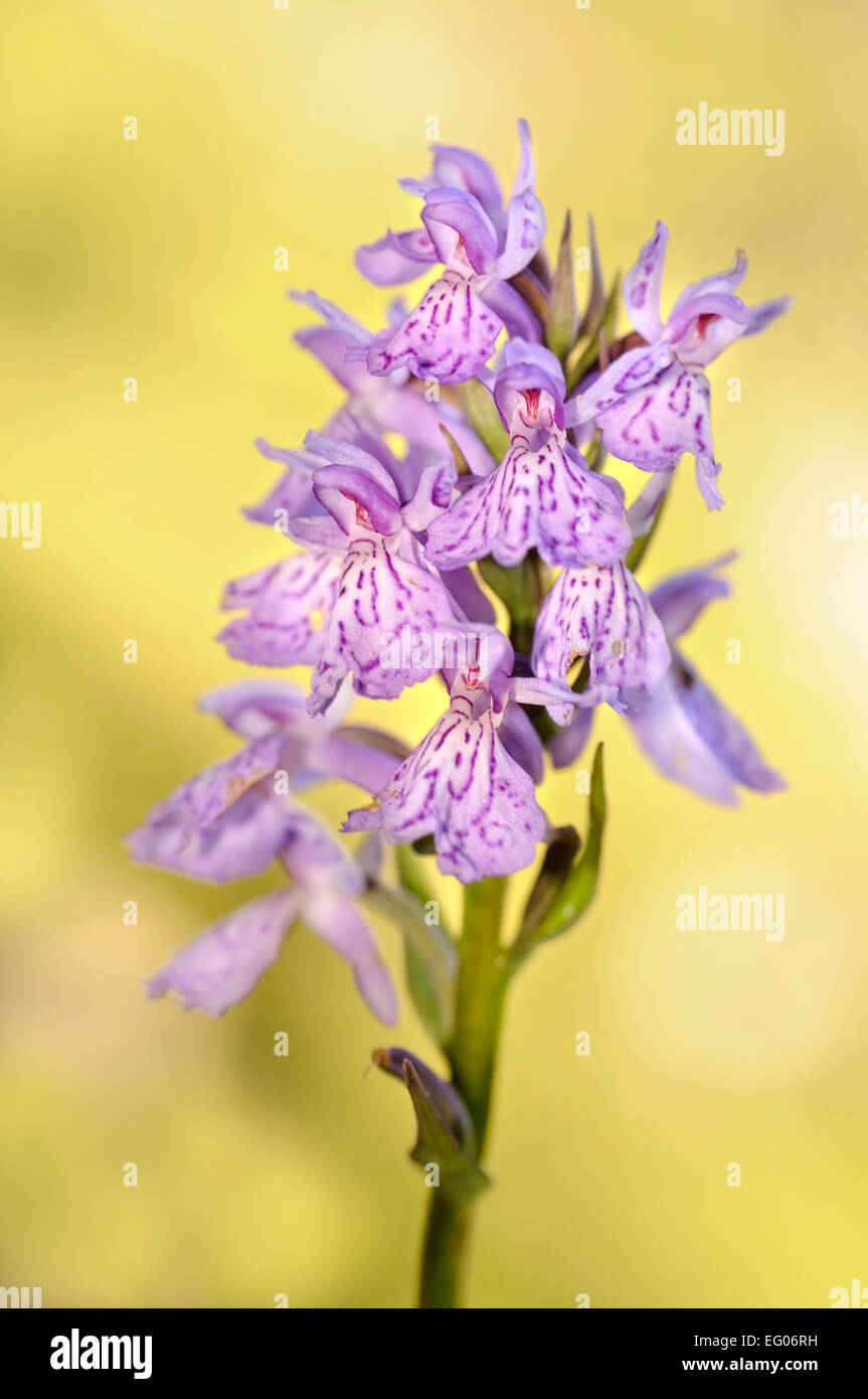 Heath spotted-orchid, Dactylorhiza maculata. Vertical portrait of flowers with nice out of focus background. Stock Photo