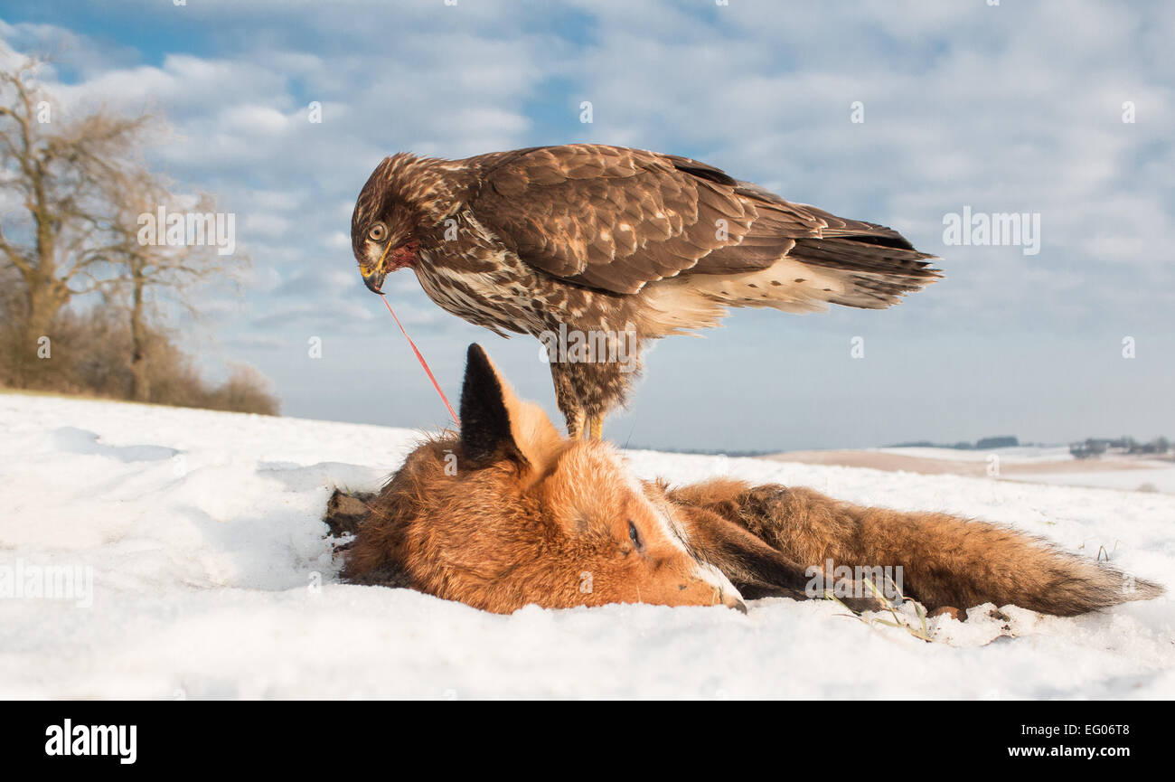 common buzzard on fox kill Stock Photo Alamy