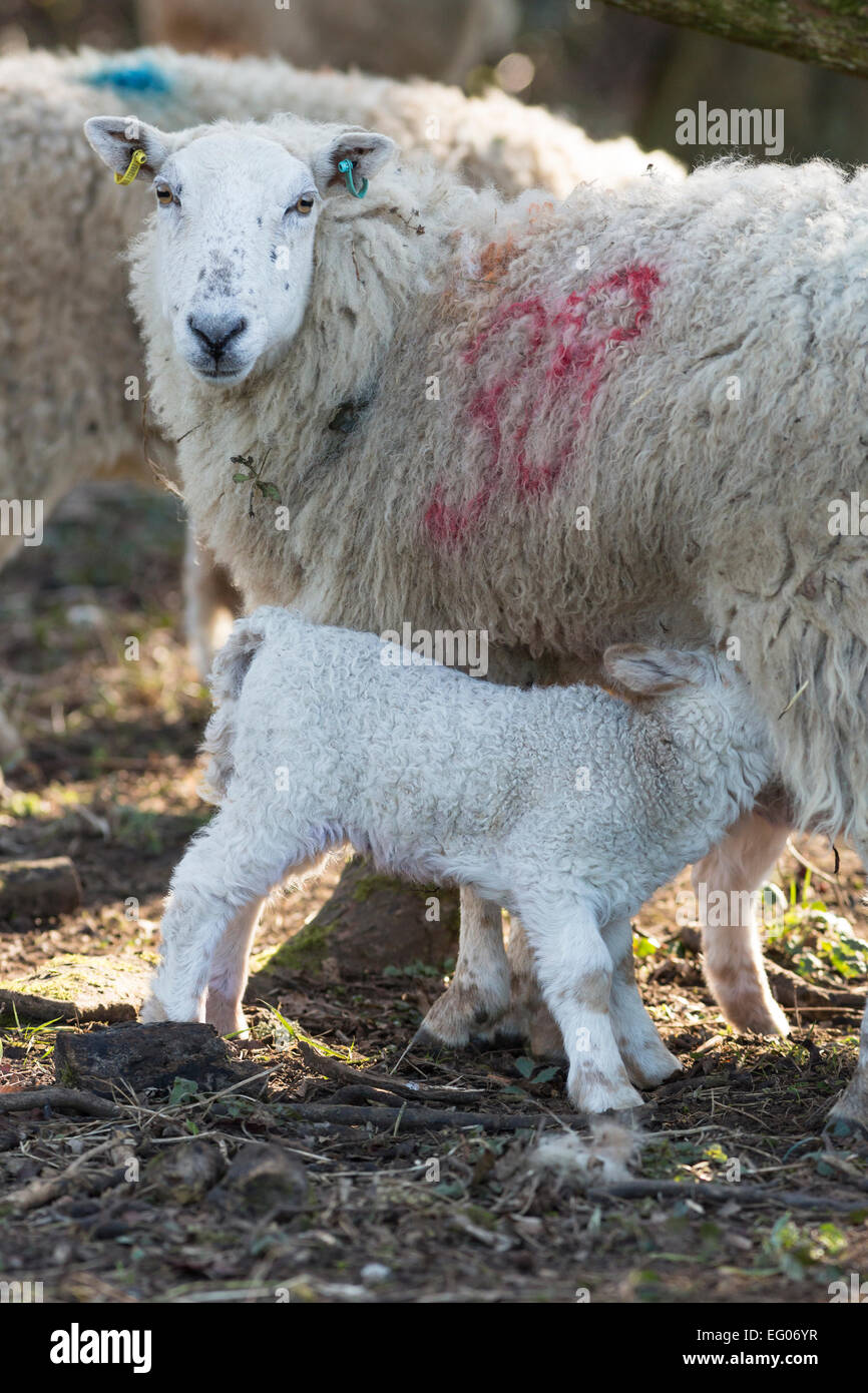 sheep ewe feeding lamb portrait view Stock Photo Alamy