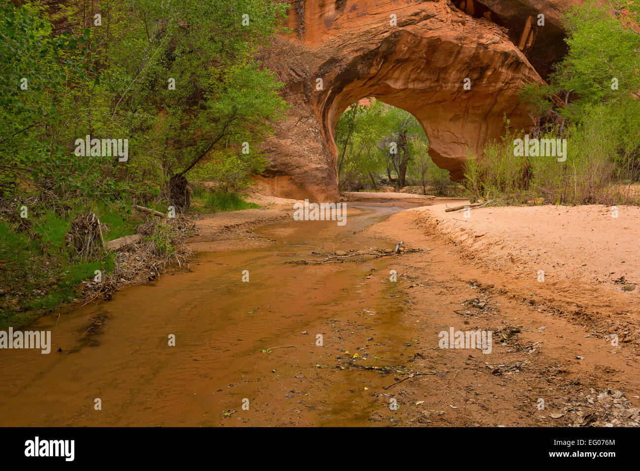 Coyote Natural Bridge in Coyote Gulch as part of the Glen Canyon National Recreation Area. Utah. Spring Stock Photo