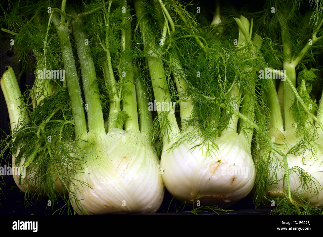Beautiful Florence fennel, vegetable, were selected to be photographed Stock Photo