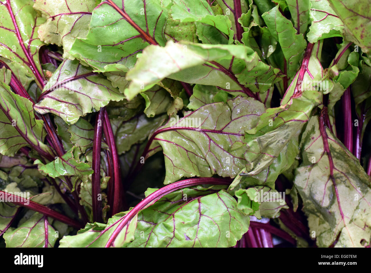 Sugar beet leaves hires stock photography and images Alamy