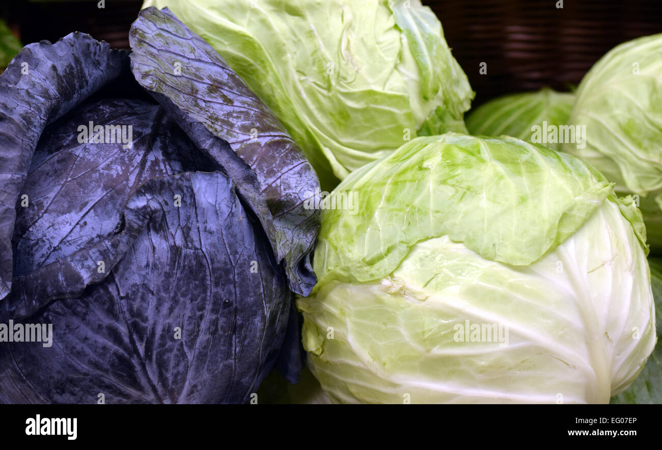 Magnificent cabbages, vegetable, were selected to be photographed Stock