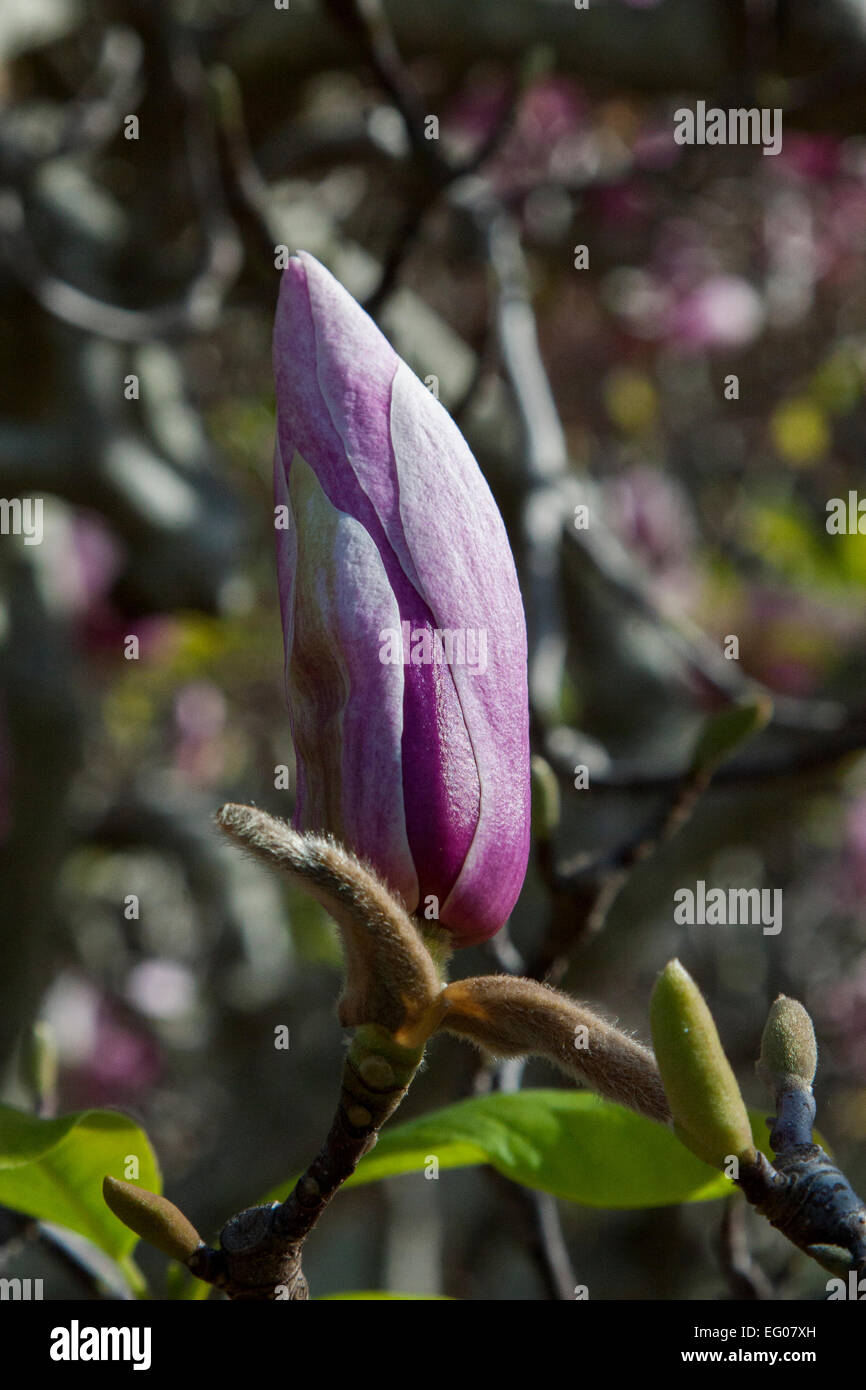Magnolia bud on a tree in Berkeley, California Stock Photo - Alamy