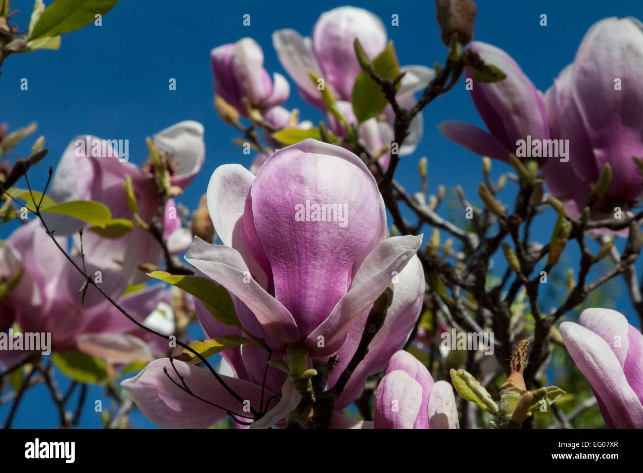 Magnolia blossoms in Berkeley, California. Stock Photo