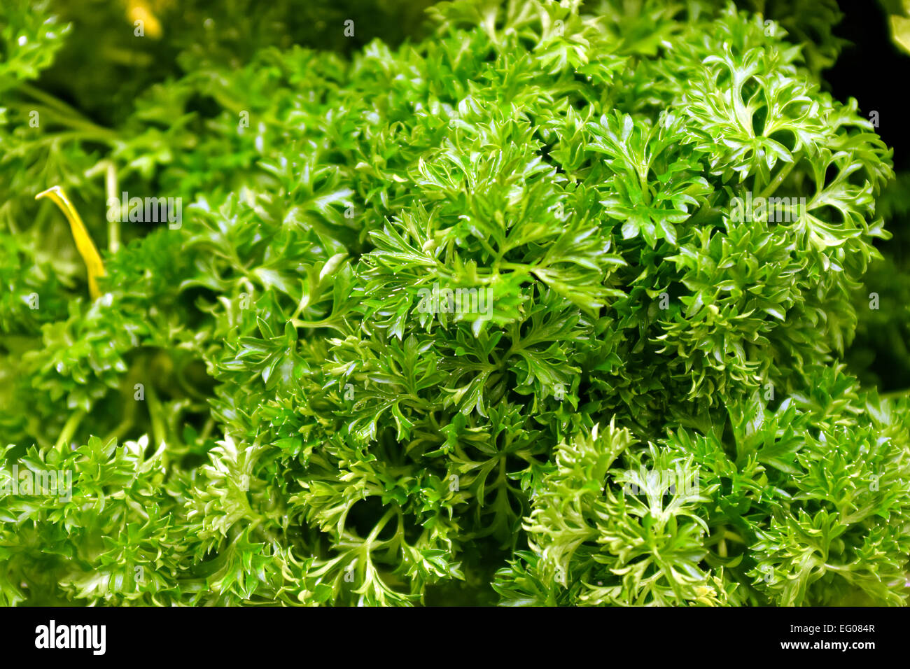 Lovely curly parsley, vegetable, were selected to be photographed Stock Photo