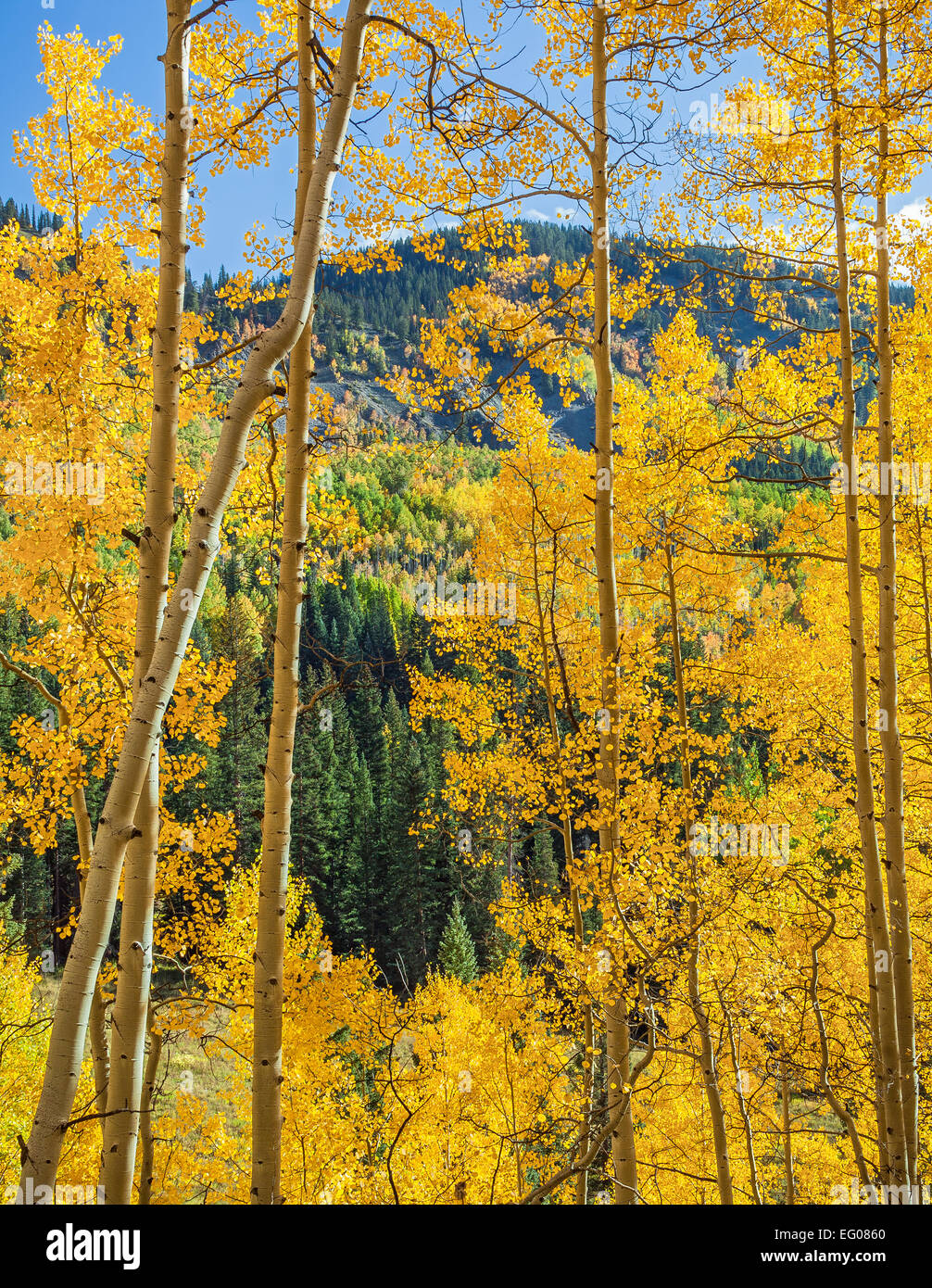 Gunnison National Forest, West Elk Mountains, CO: Backlit aspen trees in fall Stock Photo