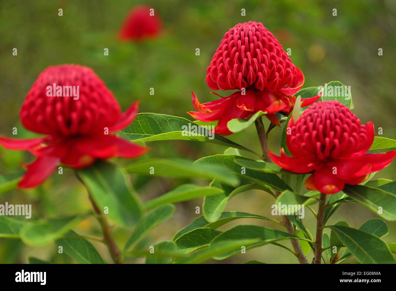 Waratah flowers at the Campbell Rhododendron Gardens in Blackheath, the Blue Mountains, in NSW, Australia. Stock Photo