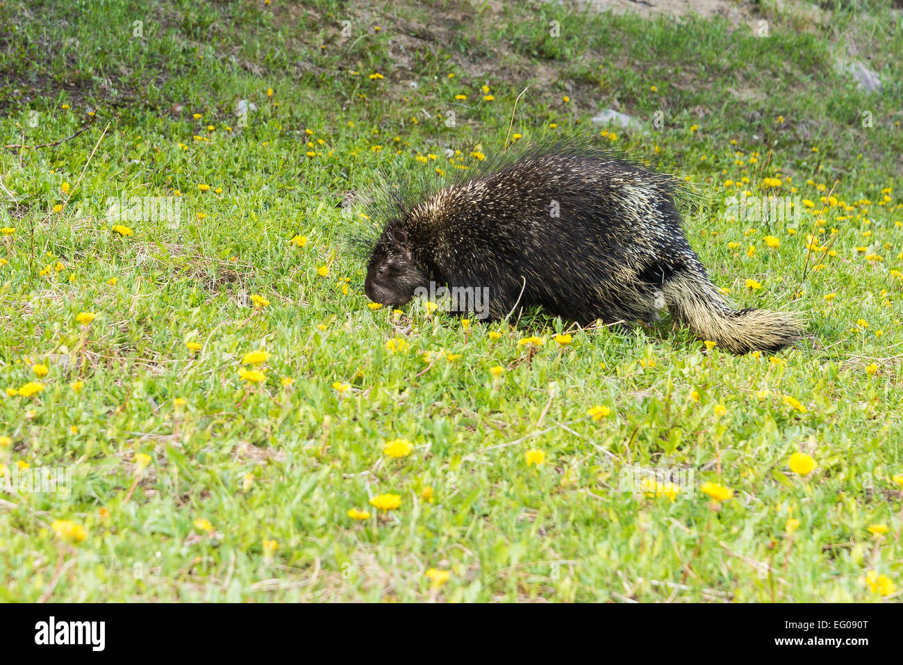 North American porcupine, Banff National Park, Alberta, Canada Stock Photo