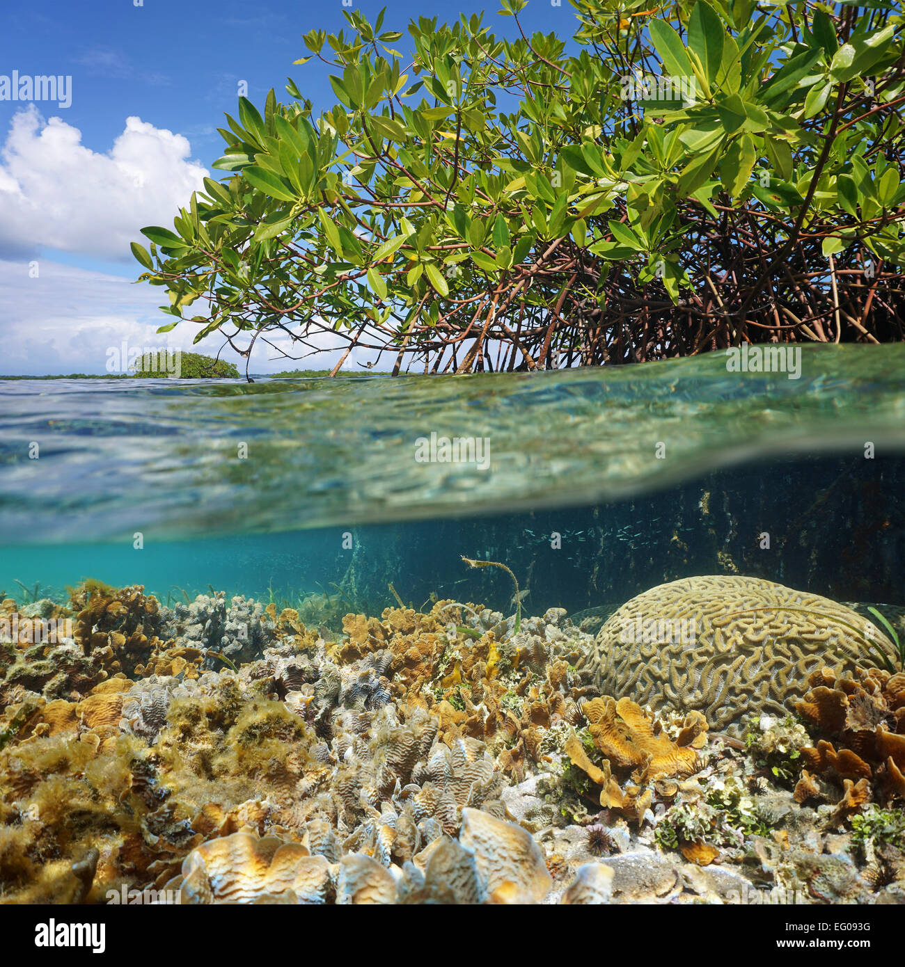 Over and under sea surface near an islet of mangrove with foliage above waterline and corals underwater, Caribbean, Panama Stock Photo