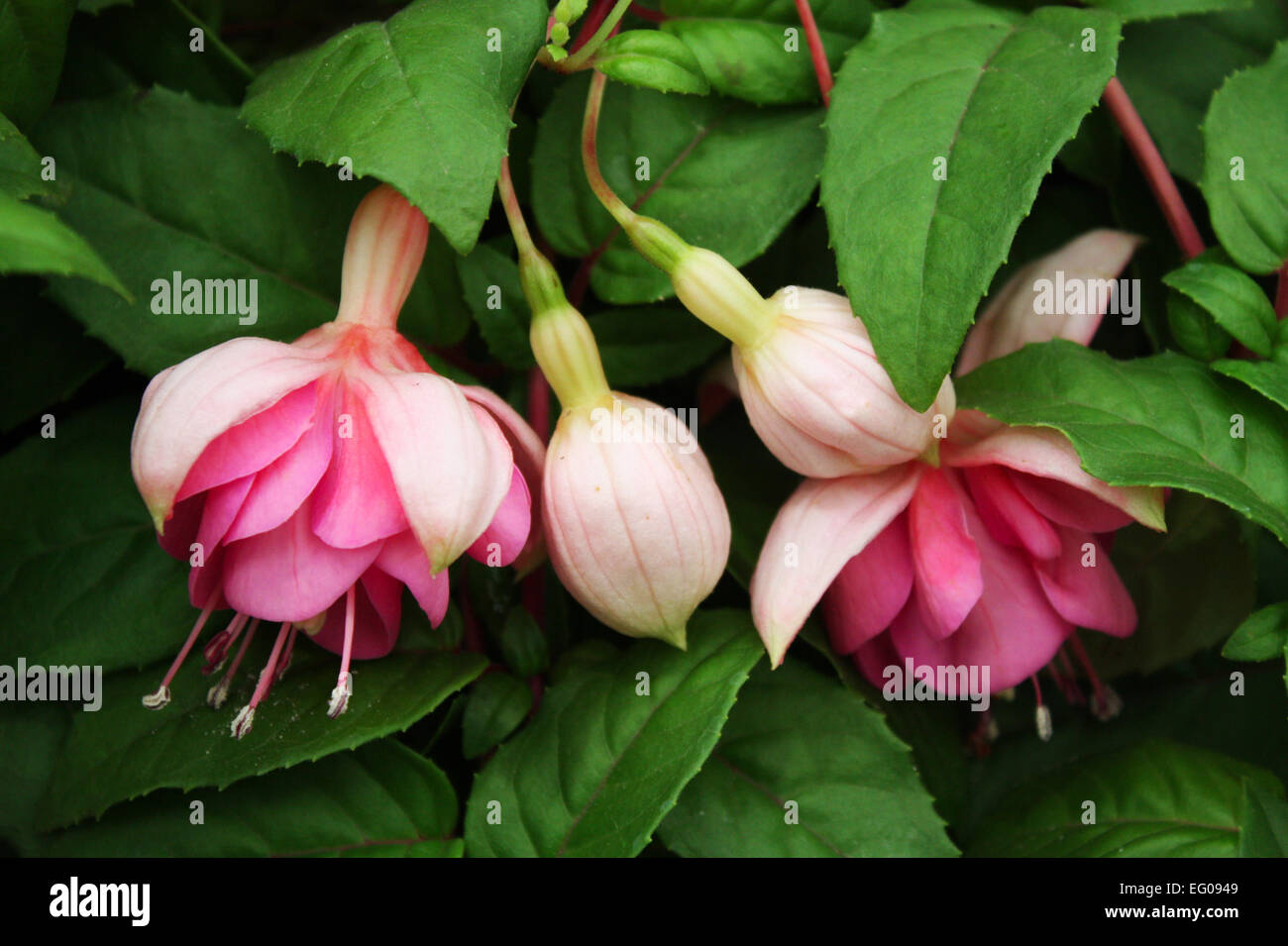 Pink fuchsia flowers and buds Stock Photo
