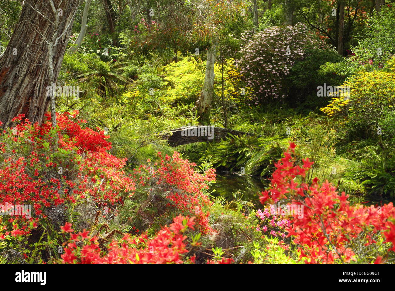 Campbell rhododendron gardens hi-res stock photography and images - Alamy