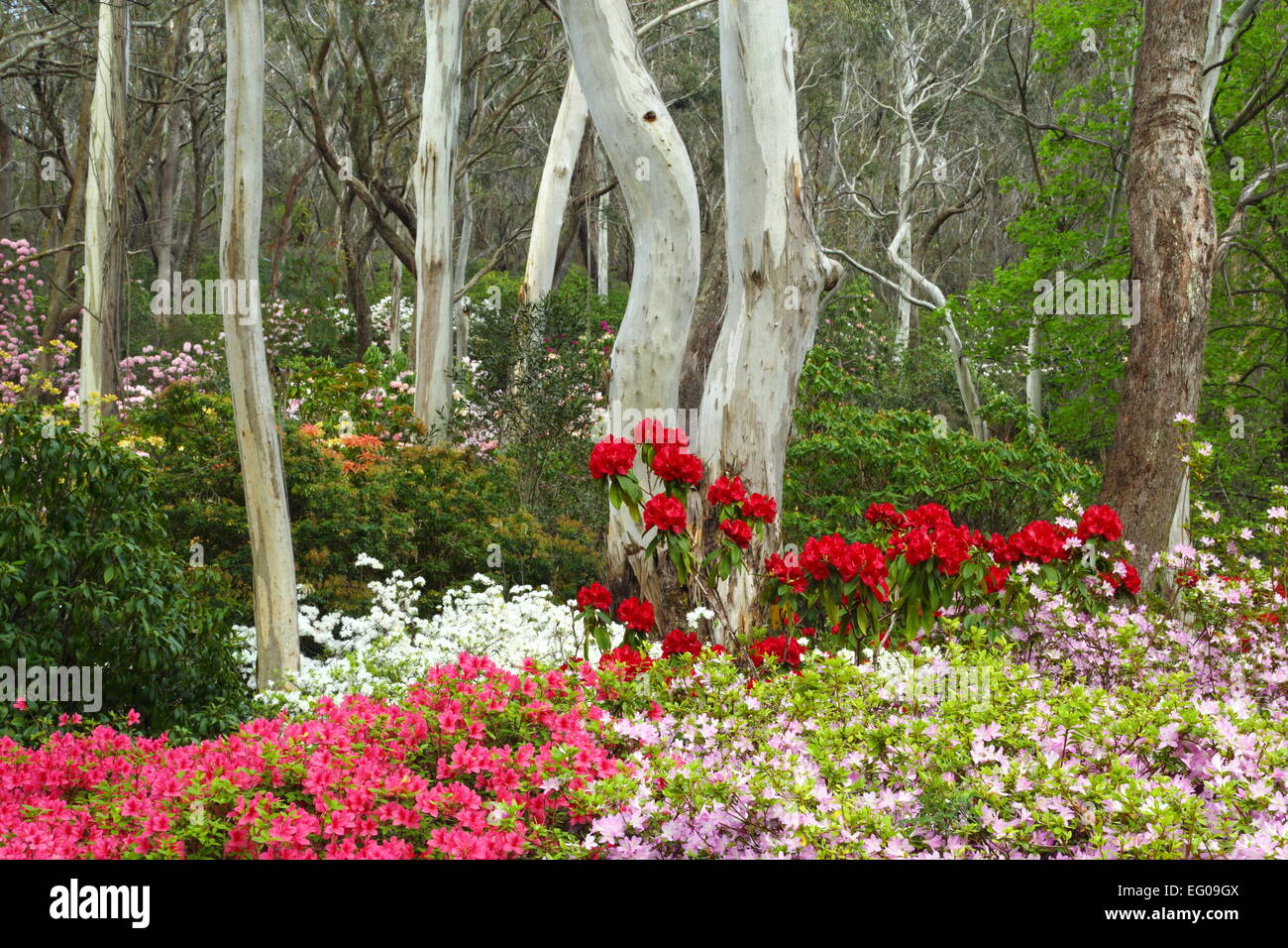 Eucalyptus trees surrounded by blooming spring flowers in Campbell  Rhododendron Gardens, Blackheath, New South Wales, Australia Stock Photo -  Alamy