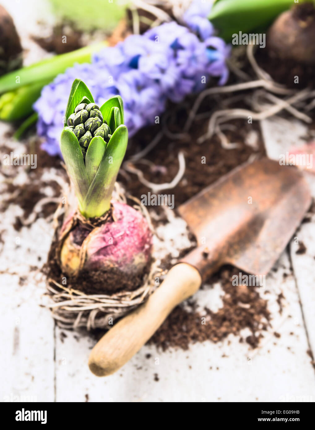 hyacinth bulbs with roots, soil  and old  shovel  on white wooden garden table, spring gardening Stock Photo
