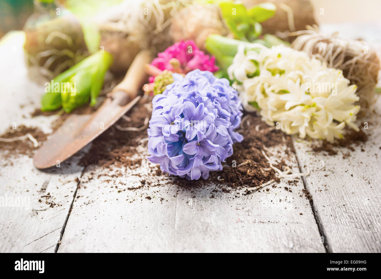 White and blue hyacinth with  shovel and earth on garden white wooden table, spring gardening Stock Photo