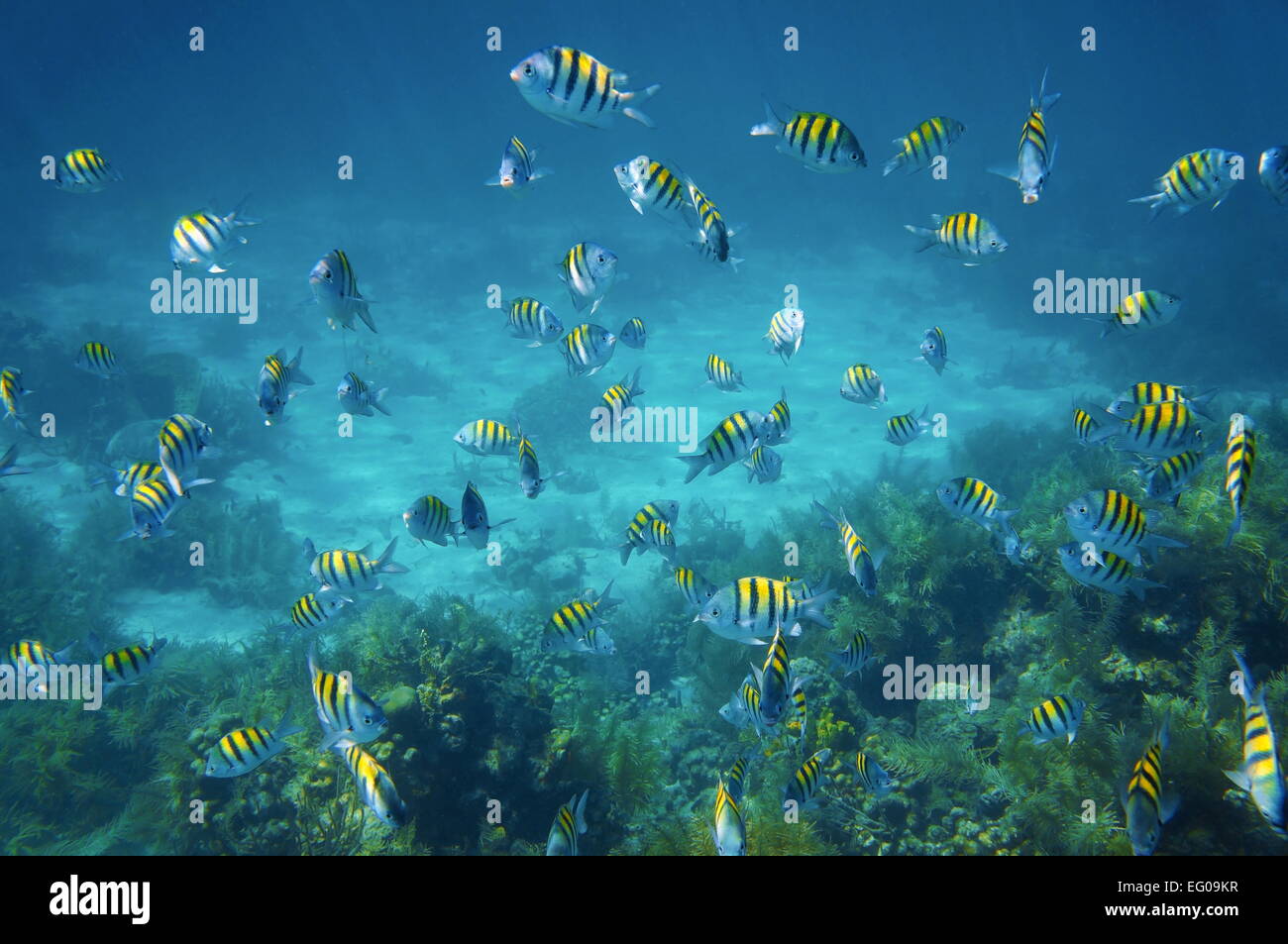 School of sergeant major fish, Abudefduf saxatilis, above a coral reef of the Caribbean sea Stock Photo
