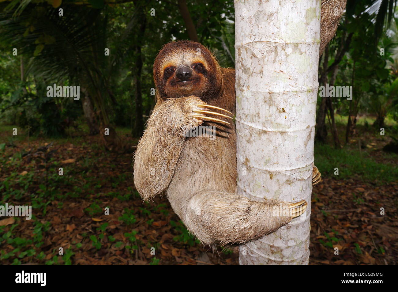 Three-toed sloth climbing on tree trunk, Panama, Central America Stock Photo
