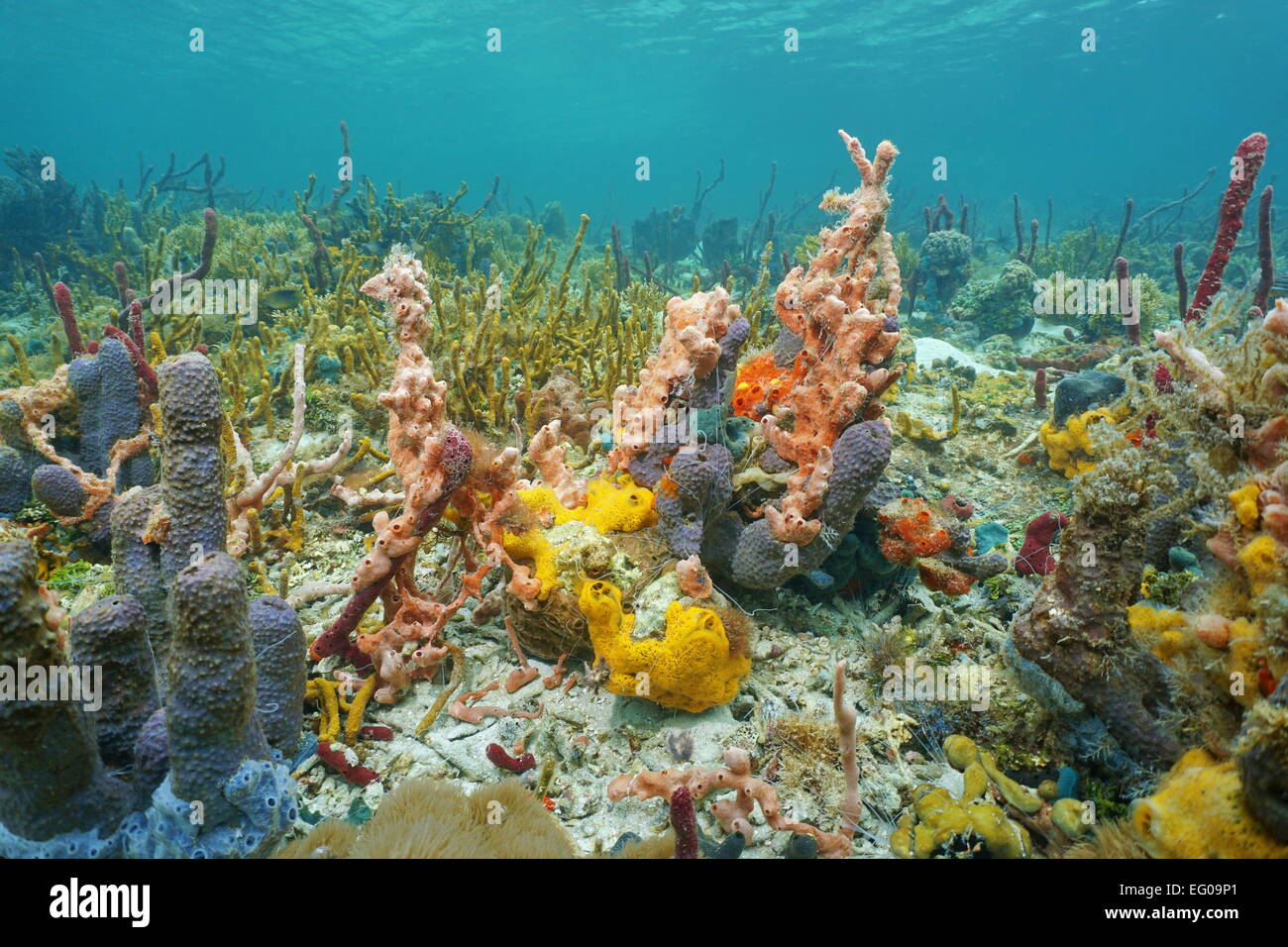 Vibrant colors of underwater life with sea sponges in a Caribbean coral reef, Central America, Panama Stock Photo