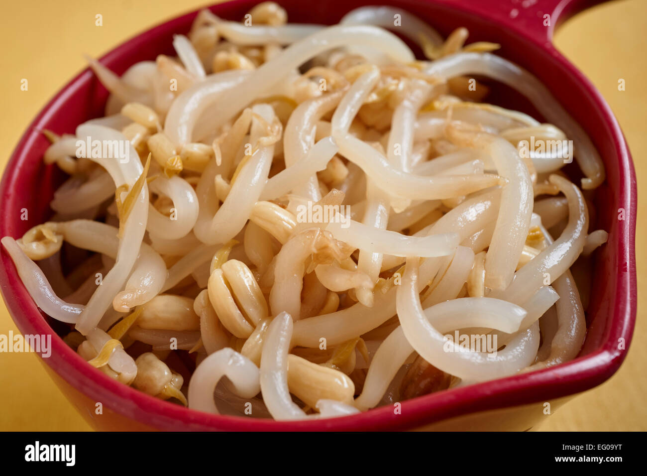 cup of cooked mung bean sprouts Stock Photo