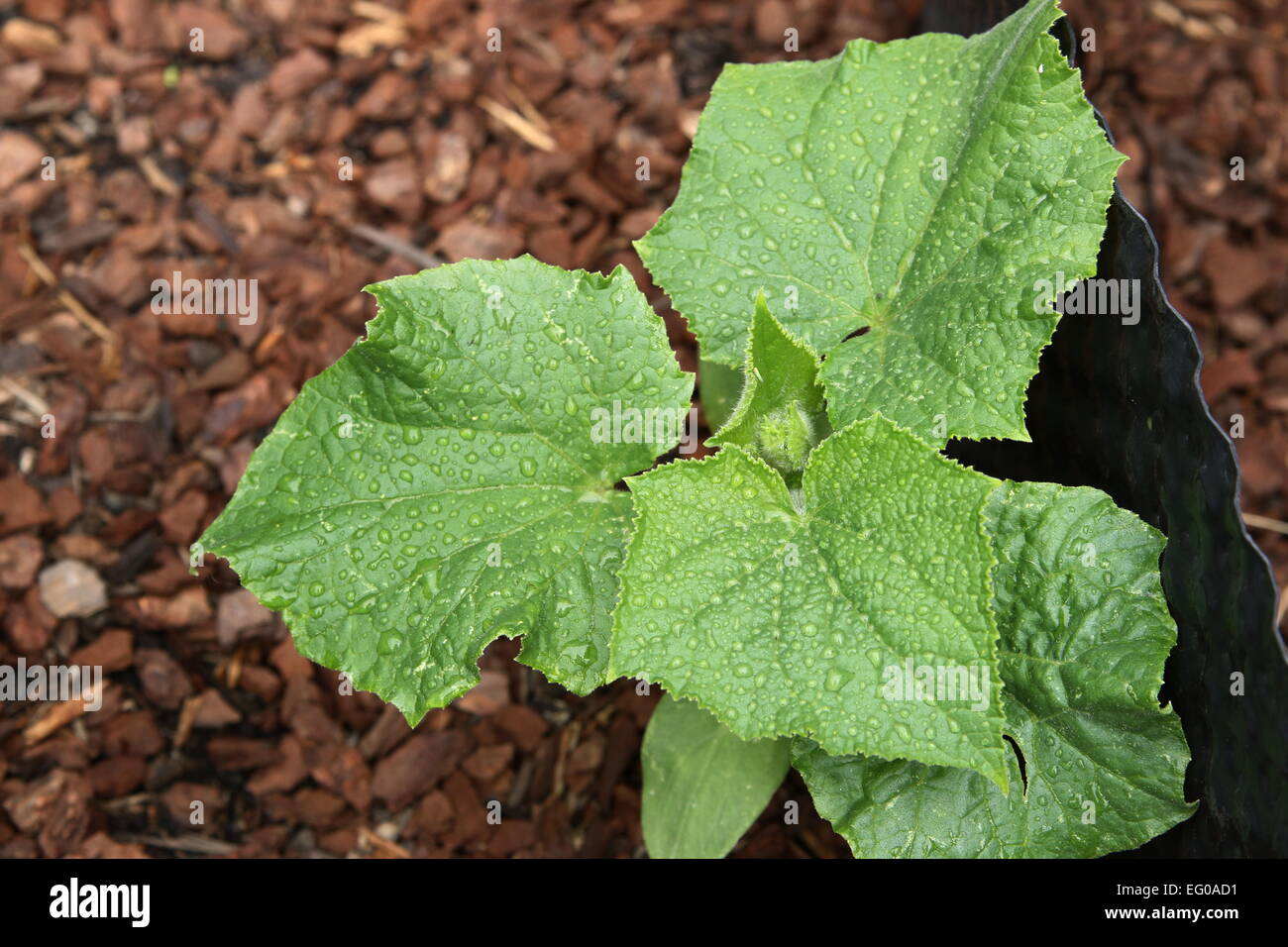 Lebanese Cucumber Leaves Stock Photo