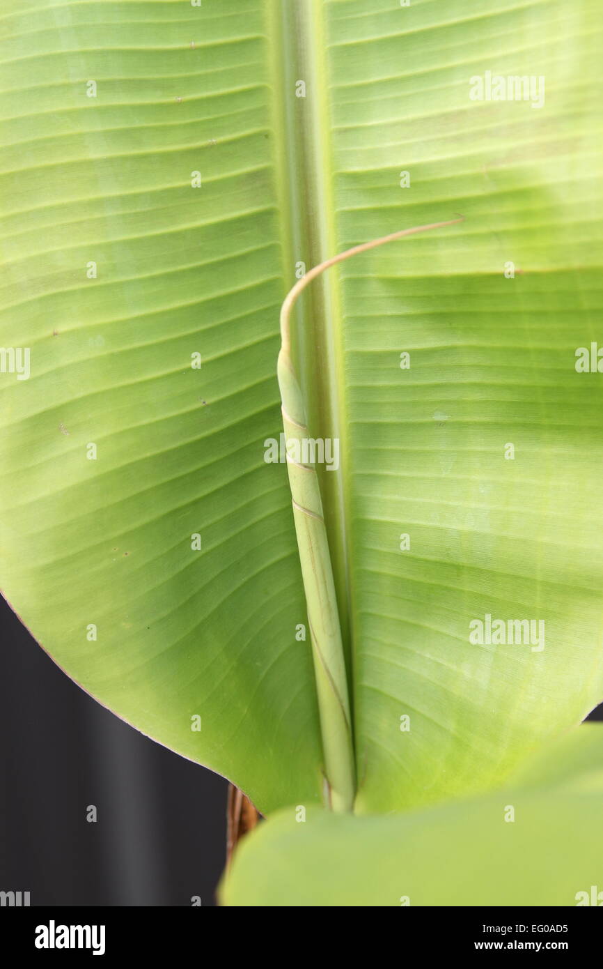 Close up of Banana Leaves Shoot Stock Photo