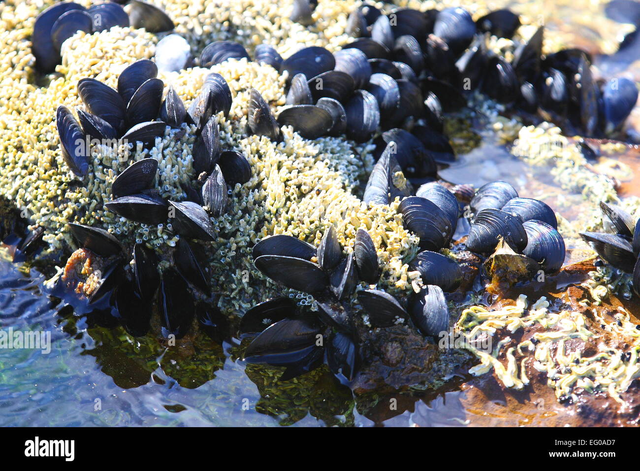 Mussels attached to Rock near the water Stock Photo